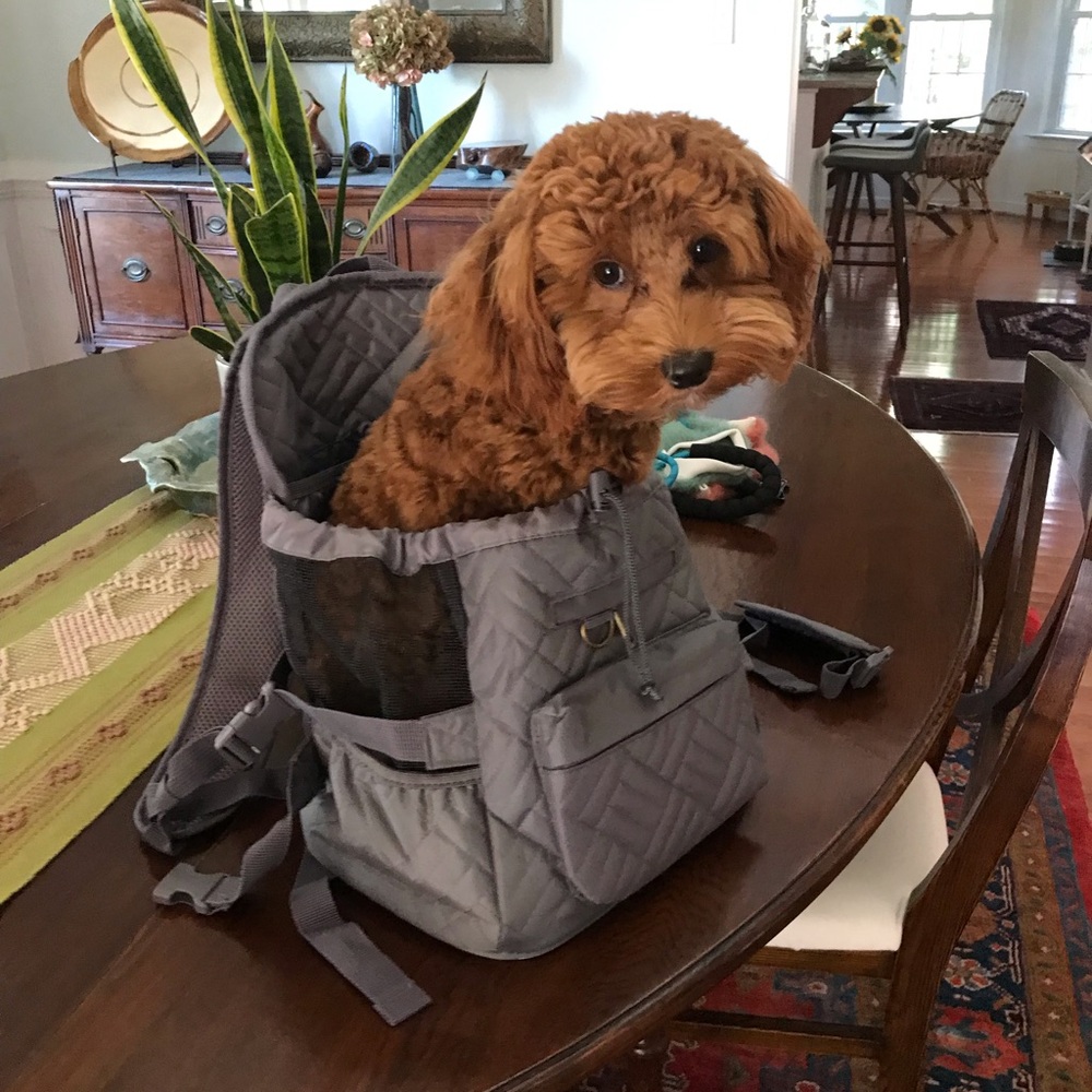Dog Carry Backpack